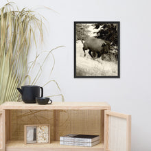 Load image into Gallery viewer, Poster Framed Buffalo in Motion