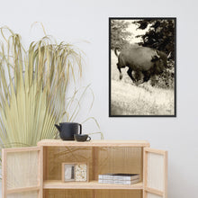 Load image into Gallery viewer, Poster Framed Buffalo in Motion