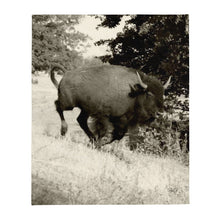 Load image into Gallery viewer, Blanket Buffalo in Motion Throw