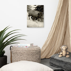 Canvas Print Buffalo in Motion