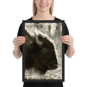 Poster Framed Buffalo Profile