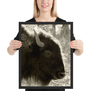 Poster Framed Buffalo Profile