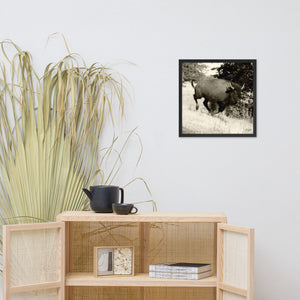 Poster Framed Buffalo in Motion