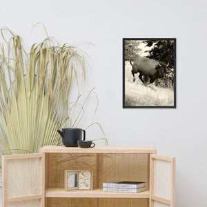 Poster Framed Buffalo in Motion