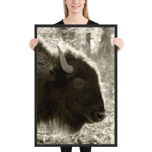 Poster Framed Buffalo Profile