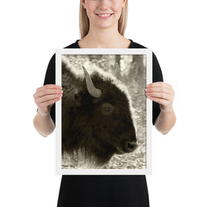 Poster Framed Buffalo Profile