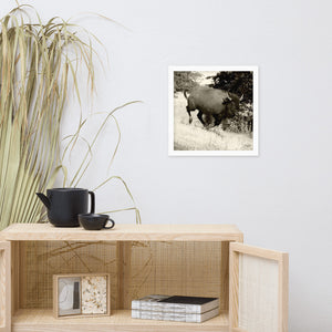 Poster Framed Buffalo in Motion