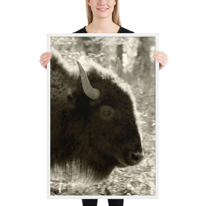 Poster Framed Buffalo Profile